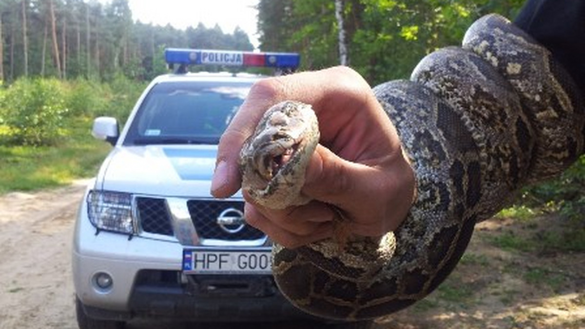 Chwile grozy przeżył mieszkaniec Łasku, który natknął się w lesie na dwumetrowego węża. O "znalezisku" natychmiast poinformował policję. Gad został przekazany pod opiekę pracowników schroniska dla zwierząt.