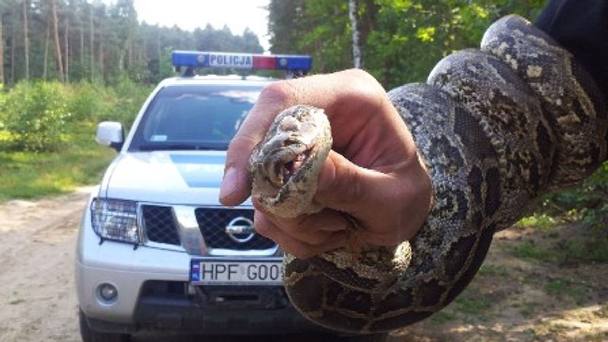 Chwile grozy przeżył mieszkaniec Łasku, który natknął się w lesie na dwumetrowego węża. O "znalezisku" natychmiast poinformował policję. Gad został przekazany pod opiekę pracowników schroniska dla zwierząt.