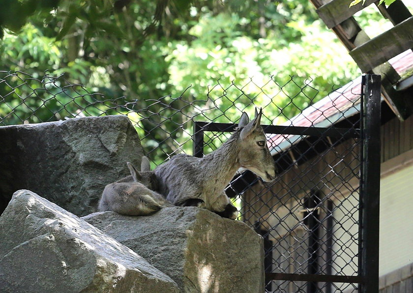 To urodziło się w ZOO