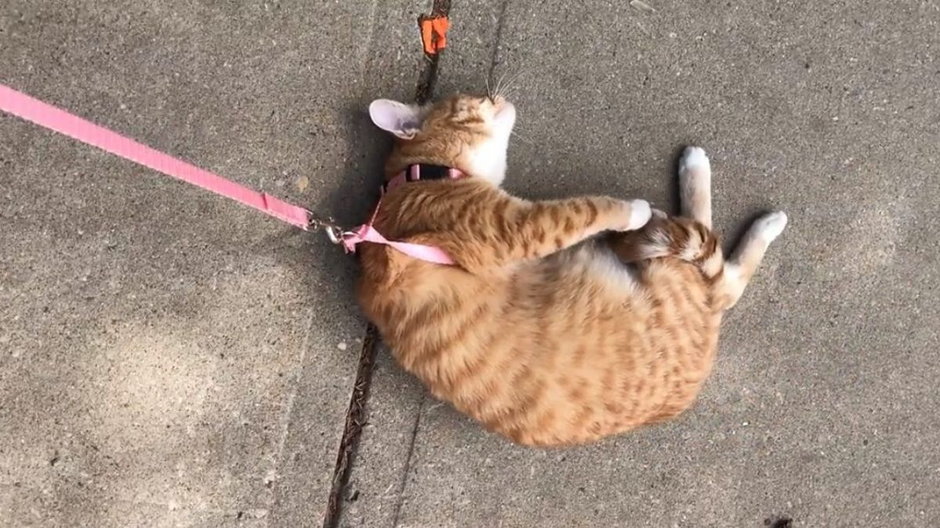 Kotek na smyczy nie ma ochoty na spacer