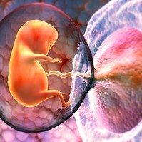 Méhlepényevés: kannibalizmus vagy egészséges táplálék a placenta?