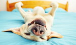 O czym śni Twój pies, kiedy zaśnie? Zdziwisz się