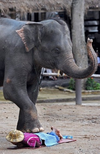 THAILAND - ELEPHANT - TOURISM