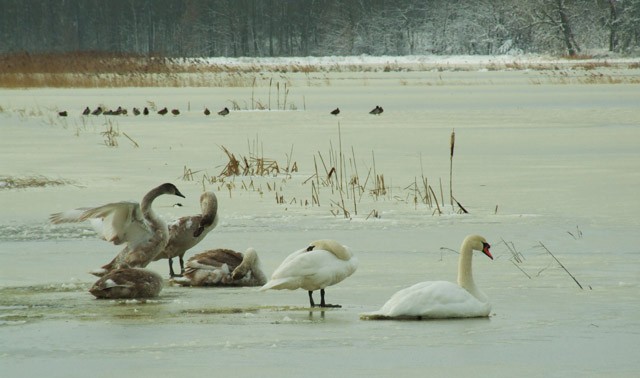 Rozlewiska na ł±kach w okolicach Pudliszek