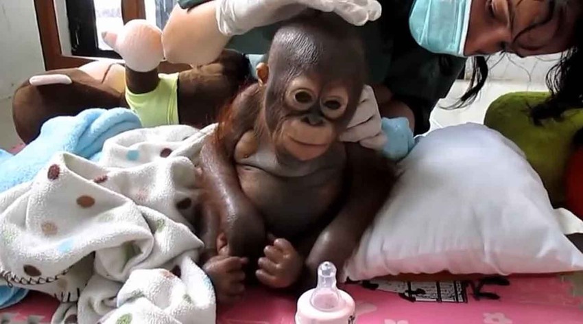 Beba orangutan spašena je od sigurne smrti