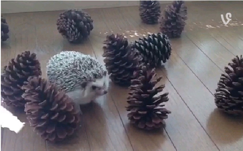 Printskrin Jutjub/Marutaro the Hedgehog