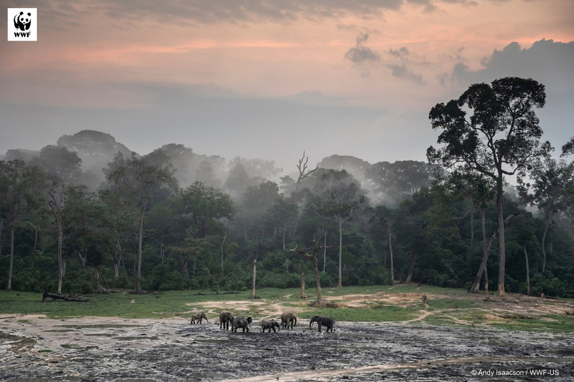 Tak wymiera Ziemia. Raport WWF pokazuje katastrofalne skutki destrukcji środowiska przez człowieka