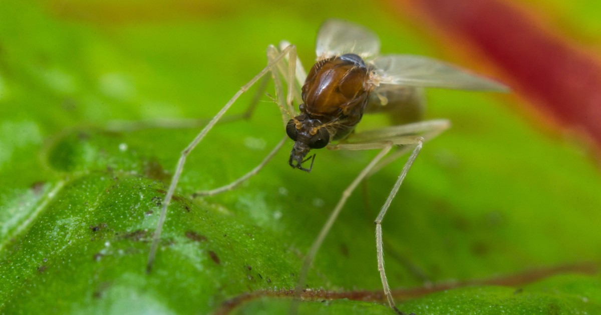 A tropical disease that can cause 'chronic ulcer-type lesions' is ...