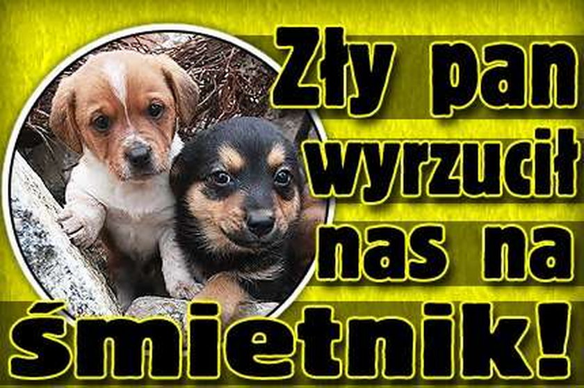 Zły pan wyrzucił nas na śmietnik