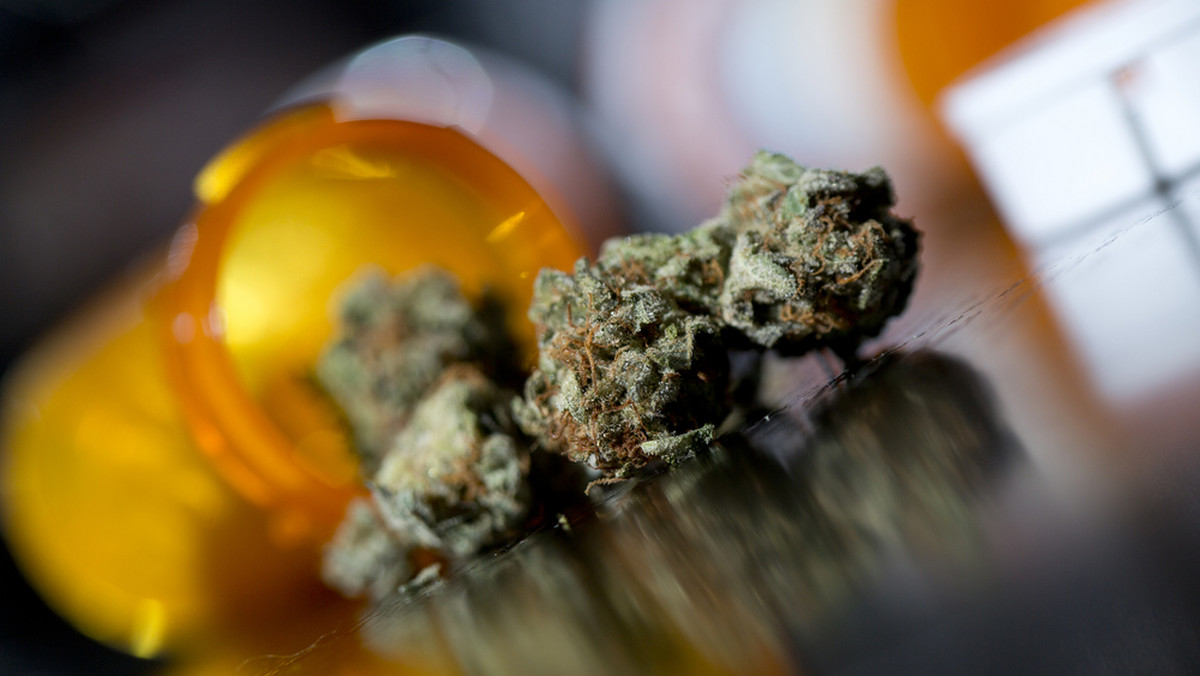 Policjanci znaleźli 28 kg marihuany na posesji