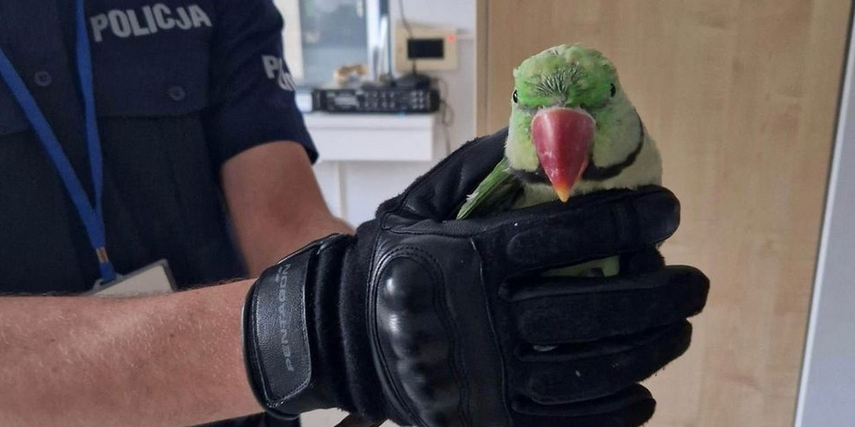 Papuga aleksandretta schwytana przez policjantów z Poddębic. Czeka na właściciela.