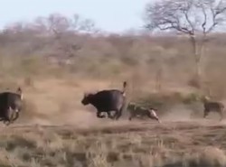 Zobacz, jak się wyrwać z lwiej paszczy