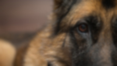Norwegia: Śmiertelna choroba atakuje psy