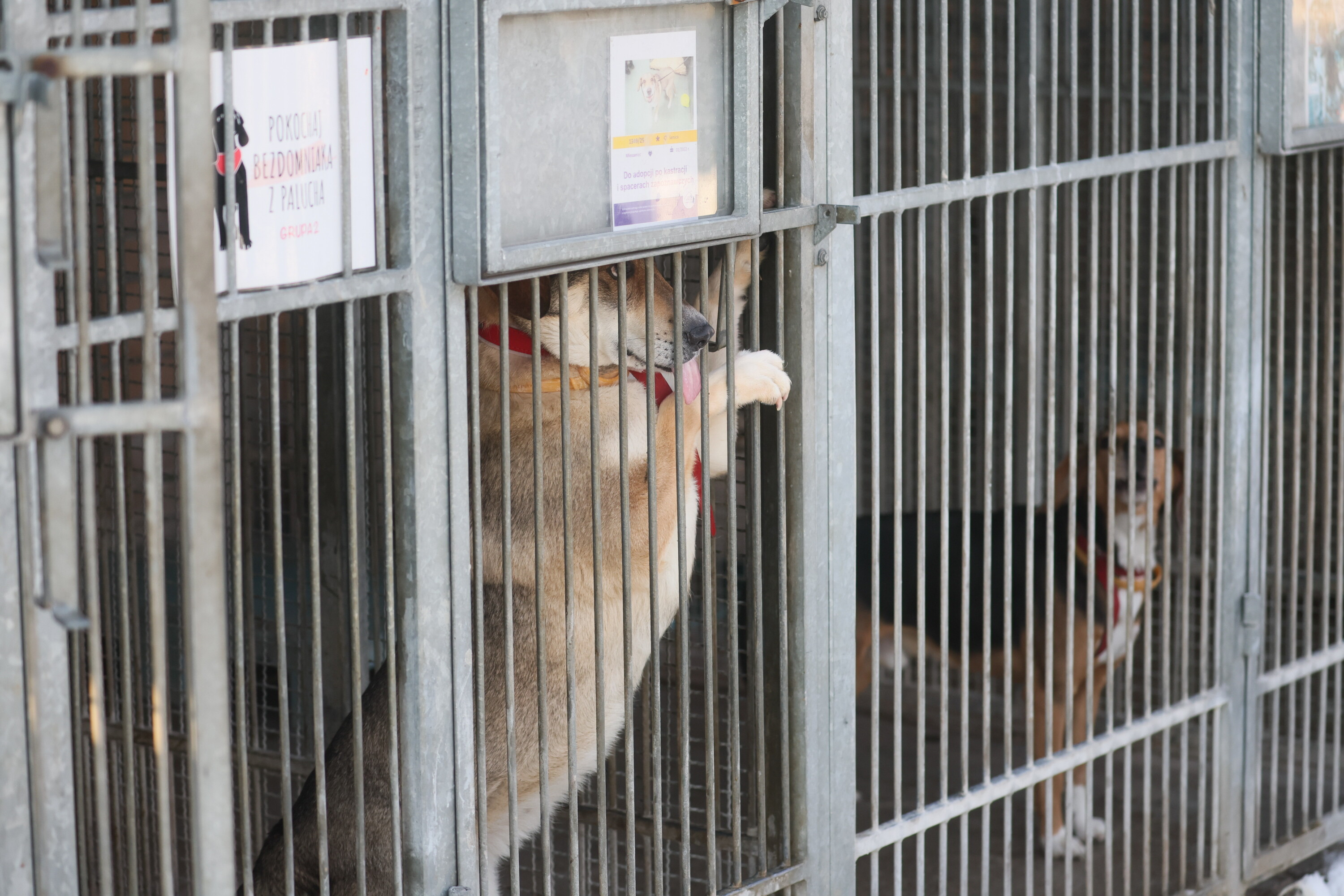 Aktywistka oskarża: Samorządy traktują bezdomne zwierzęta jak śmieci