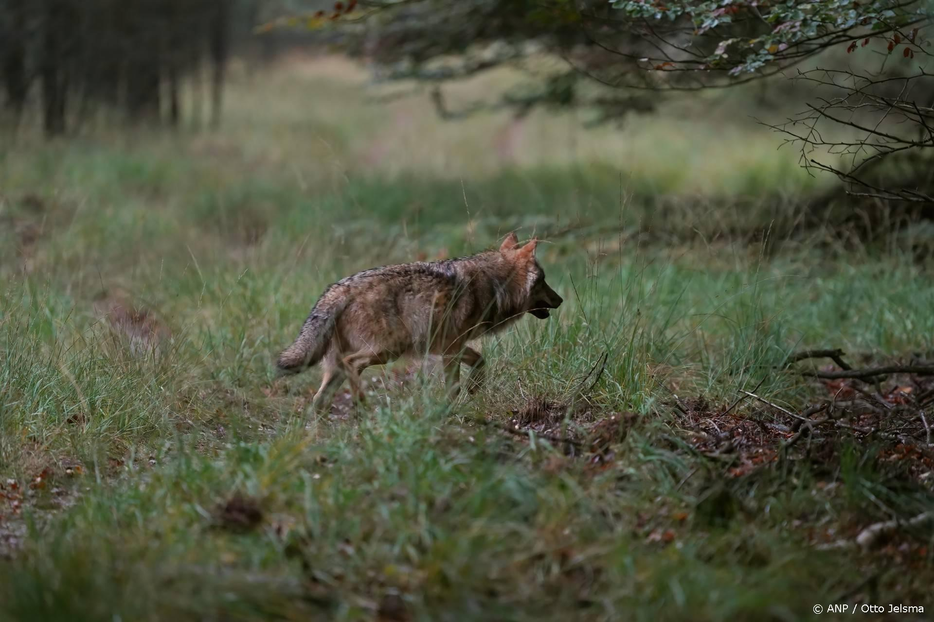 Wolf Utrecht krijgt afschietvergunning na aanval