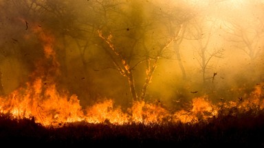 W regionie płoną lasy i trawy. Strażacy interweniowali prawie 40 razy. Jedna osoba została ranna