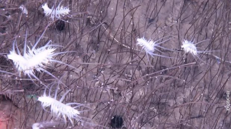 Šta je sve snimljeno na dnu okeana