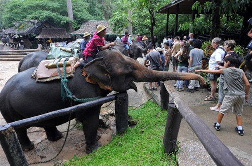 THAILAND - ELEPHANT - TOURISM