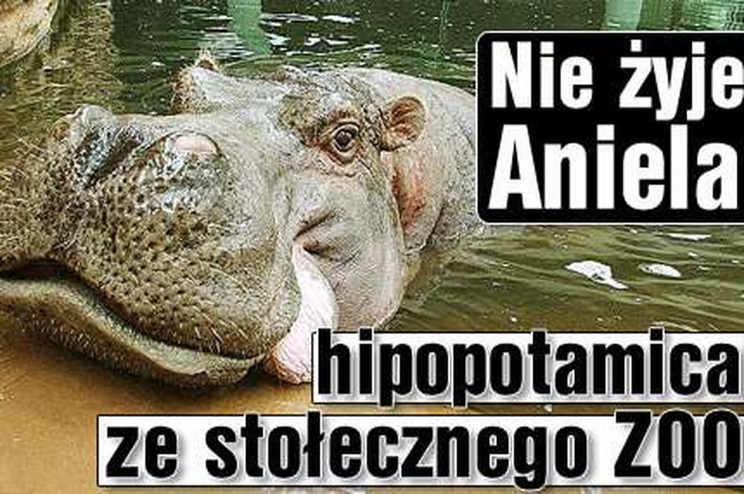 Nie żyje Aniela - hipopotamica ze stołecznego ZOO