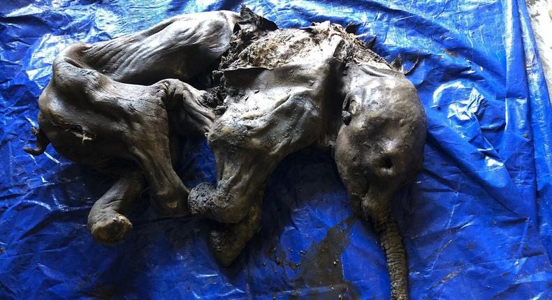 Nun cho ga Baby Woolly Mammoth found in Trondk Hwchin Traditional Territory, Yukon, Canada