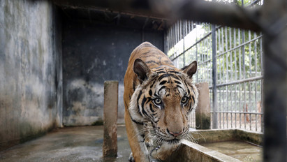 Sokkoló fotók érkeztek: döbbenetes dolog történik a Tigris Templomból kimentett állatokkal (18+)