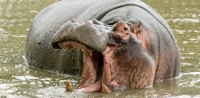 Makabryczna śmierć turysty. Zginął, gdy robił zdjęcia