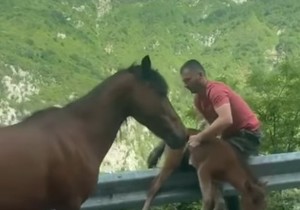 Trenutak spasavanja ždrebeta pored puta