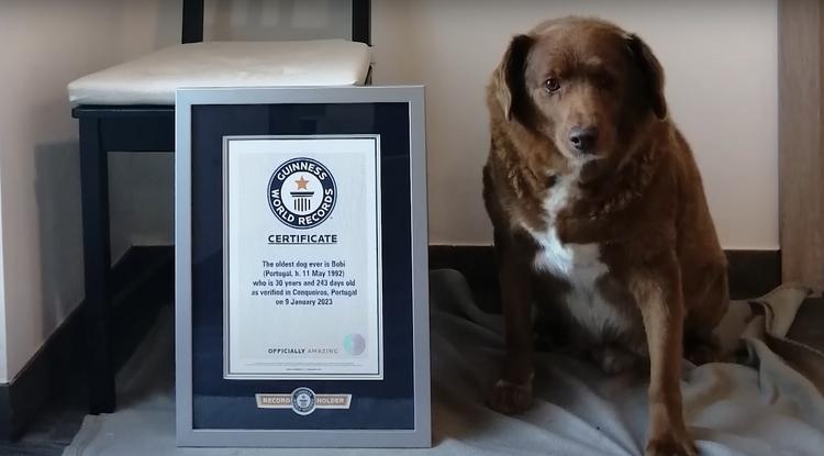 Bobbi, a világ legidősebb kutyája, Guiness World Records