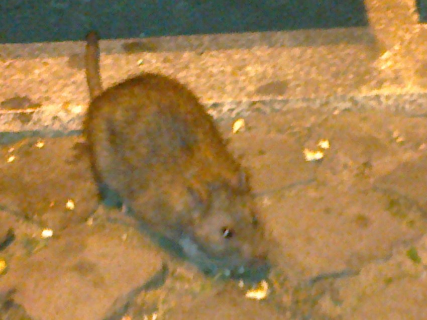 Pacovi na Trgu pre nekoliko godina