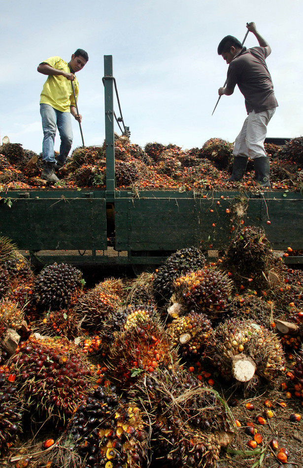 Produkcja oleju palmowego w Malezji