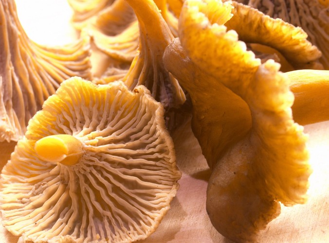 Grzyby zawierają witaminy