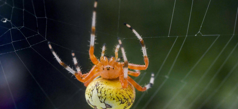 Dlaczego zabijamy pająki? Jest naukowe wyjaśnienie, a nawet kilka