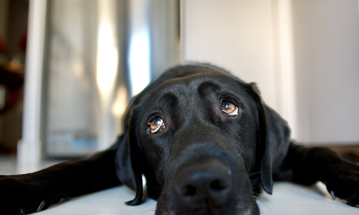 Sprzedali psa za jedno euro, bo spieszyli się na wakacje. Historia, która łamie serce