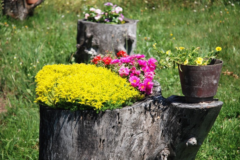 Donica z pnia drzewa - trend 2026