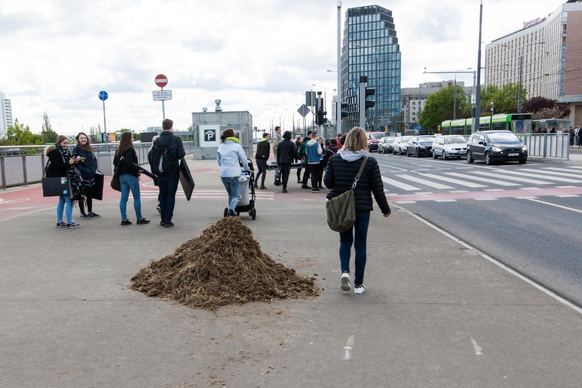 Słoń na poznańskiej Wildzie! O co chodzi?