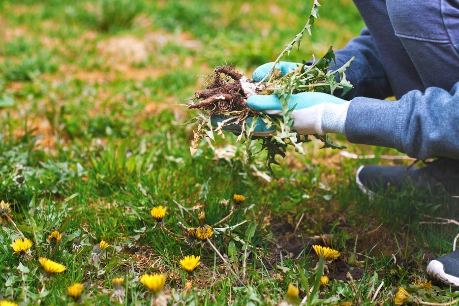 Ez a módszer segít, hogy megszabadulj a kertedben a gyomoktól Fotó: Getty Images