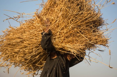 Ambasador Ukrainy: Turcja kupuje zboże skradzione Ukrainie przez Rosję