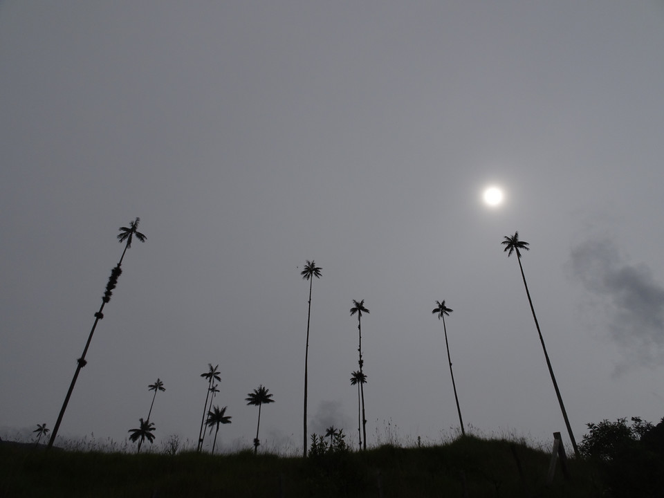 Valle de Cocora