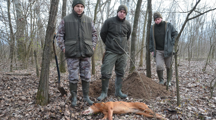 Szikra vadászat közben esett a sakál áldozatául / Fotó: Szilágyi Bay Péter