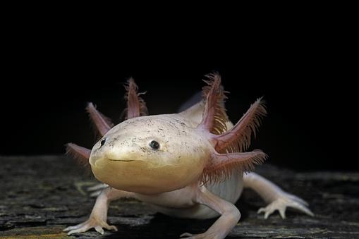 Ambystoma mexicanum f. leucistic (axolotl)