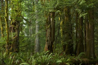 Wycinka lasów tropikalnych odpowiada za trzeci największy ślad węglowy na świecie [WYKRES]