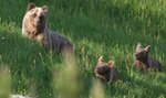 W Tatrach znów zabito niedźwiedzicę. Jedno z jej młodych wysłano do zoo. Powód szokuje