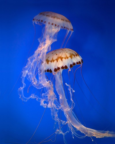 „Jellyfish”