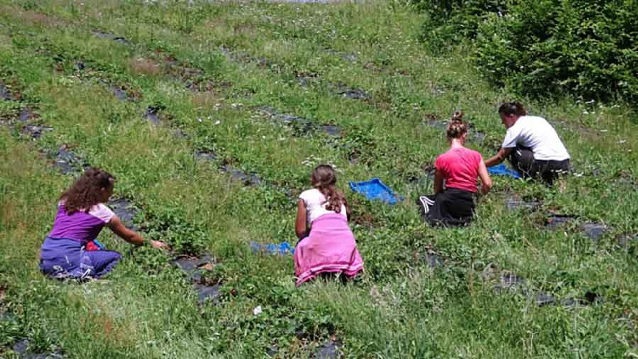 Sezonske dnevnice ove godine i do 60 evra! Kreće branje malina i borovnica, a brzo i kupina: Cena za berače je pala, ali će se na jednom i ove godine moći zaraditi
