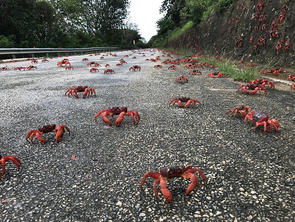 Inwazja czerwonych krabów