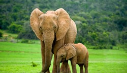 Antykoncepcja i kastracja wydłużają życie u ssaków. Naukowcy znaleźli zaskakującą zależność