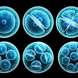 Őssejtekből építettek agyat: a jövőben szívet is létrehozhatnak