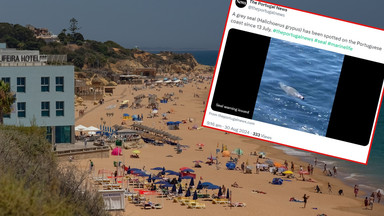 Na plażach w Portugalii zauważono rzadkie zwierzę. Władze ostrzegają turystów