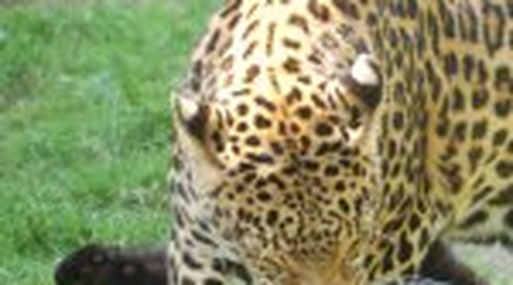 Szemtelen leopárdkölyök Nyíregyházán