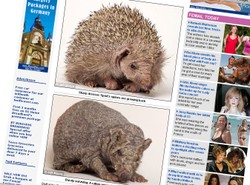 Dzięki ludzkiej pomocy jeż odzyskał igły